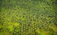 Borneo - Palm Plantation d0846